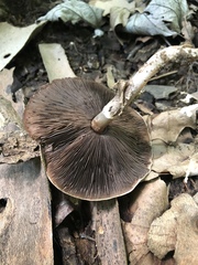 Agaricus pocillator