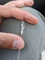 Schizachyrium scoparium