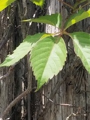 Parthenocissus quinquefolia