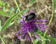 Bombus campestris