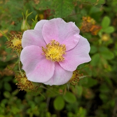 Rosa californica