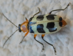 Paranapiacaba tricincta