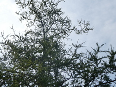 Larix laricina