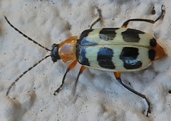 Paranapiacaba tricincta