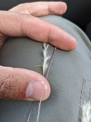 Schizachyrium scoparium