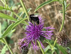 Bombus campestris