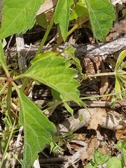 Parthenocissus quinquefolia