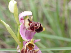 Ophrys scolopax