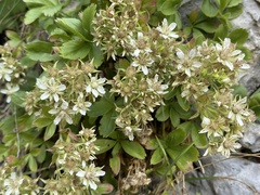 Potentilla caulescens