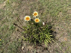 Gazania