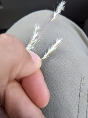 Schizachyrium scoparium