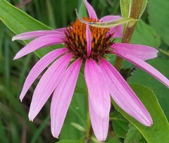Echinacea purpurea
