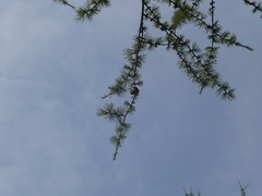 Larix laricina