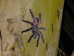 Avicularia