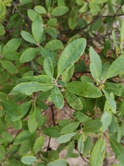 Rhododendron canadense