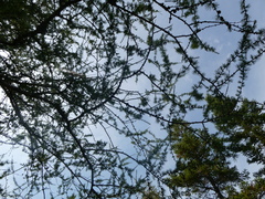 Larix laricina
