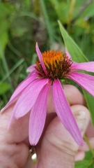 Echinacea purpurea