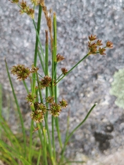 Juncus canadensis