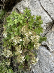 Potentilla caulescens