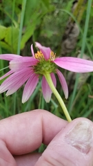 Echinacea purpurea