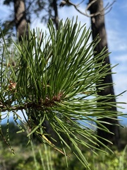 Pinus