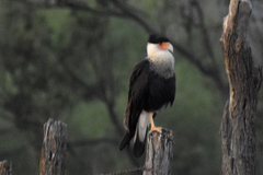 Caracara plancus