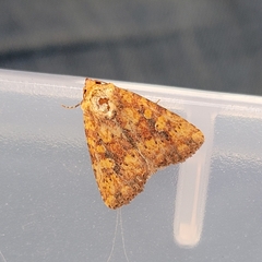 Perigea xanthioides