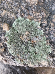 Xanthoparmelia cumberlandia