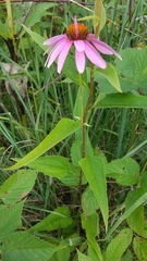 Echinacea purpurea