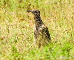 Geococcyx californianus