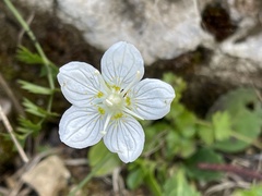 Parnassia palustris