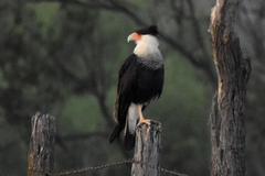 Caracara plancus