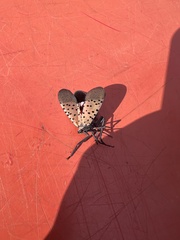 Lycorma delicatula