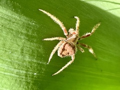 Araneus gemma