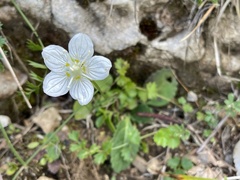Parnassia palustris