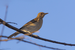 Turdus amaurochalinus