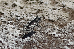Cicindela willistoni
