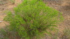 Gutierrezia sarothrae