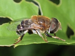 Palpada mexicana