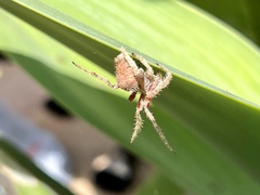 Araneus gemma
