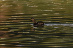 Tachybaptus dominicus