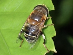 Palpada mexicana