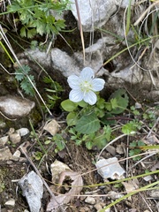 Parnassia palustris