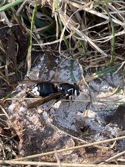 Dolichovespula maculata