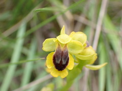 Ophrys lutea