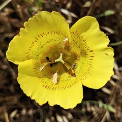 Calochortus luteus