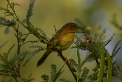 Geothlypis trichas