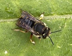 Anthidium manicatum