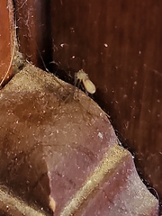 Cheiracanthium mildei