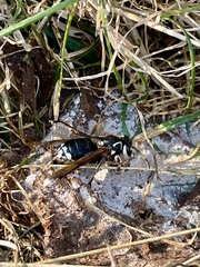 Dolichovespula maculata